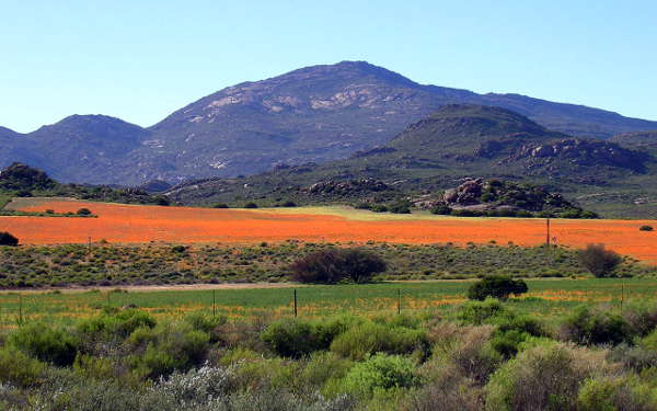 Wildblumenblüte in Namaqualand